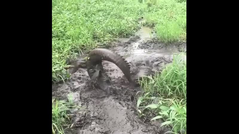 Залез в чужое болото