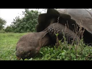 Islas galápagos lugares turísticos parte 1(720p hd) mp4