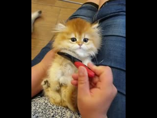 Family tomas 20200606 001307 0 mp4