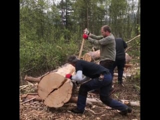 Раскалывает ствол пополам