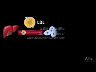 33 cholesterol metabolism ★ ldl ★ hdl & other lipoproteins ★ animation