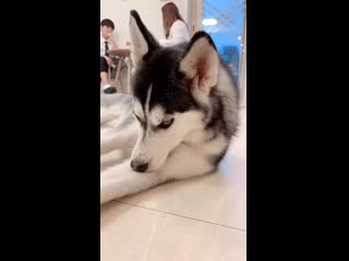 Haski ocharovawka flirtuet))) spcs me mp4