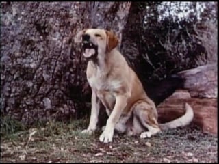 Old yeller trailer