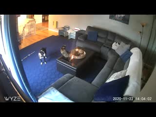 Indifferent cat confused by flaming tail