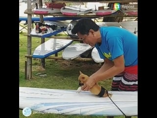 Pup's chiken first surfing lesson