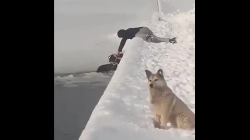 Прохожий спас молодые в орле