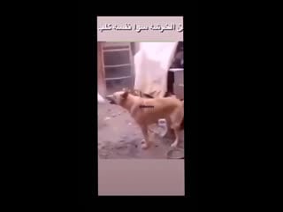 Козлик хочет собакена