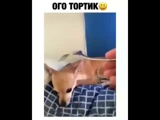 Видео от злой кондитер 18+