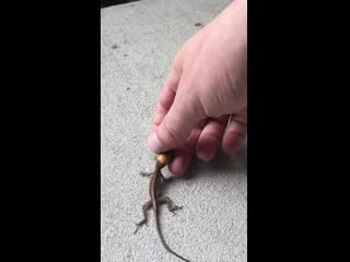 I found a lizard with his head stuck in an acorn this afternoon