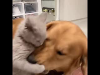 Lonely golden retriever gets a cute kitten friend