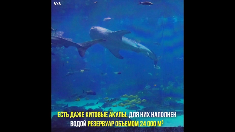 Гигантский аквариум в атланте