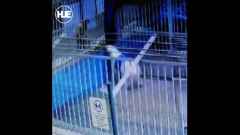 В перми медведь в зоопарке застрял в бочке