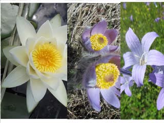 Nymphaea alba, pulsatilla montana and campanulas