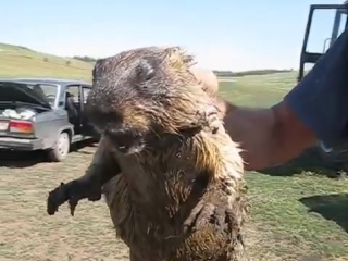 Как кричит сурок how marmot screams