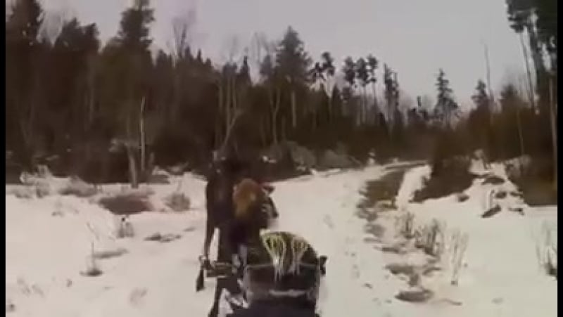 Бойся коня сзади, а лося спереди