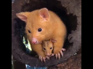 Mother golden possum with her baby