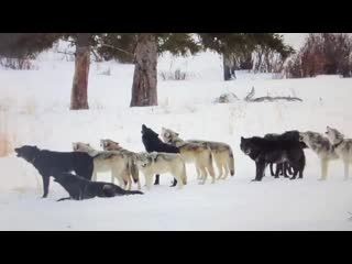 Ira initium insaniae est #363