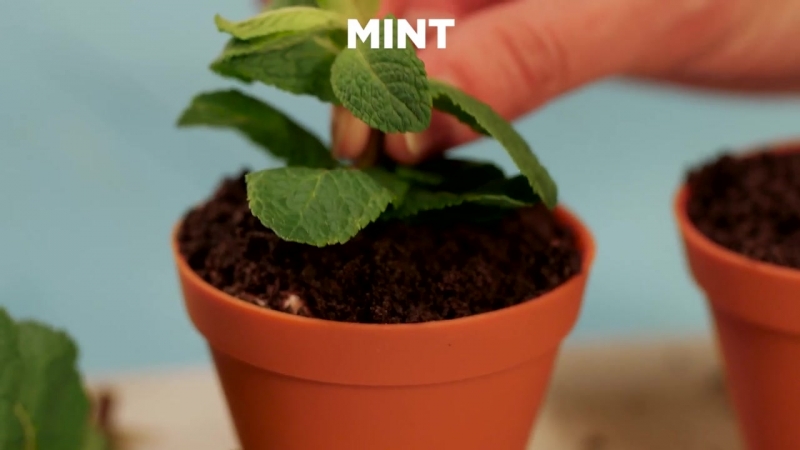 Шоколадный мусс в горшочке (chocolate mousse flower pot)