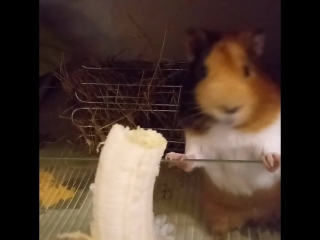 Феня и банан)