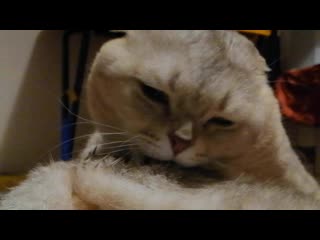 Sl mo vid 20201216 225539 mp4