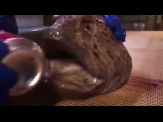 The head of a wolf eel can still bite and poison you after it’s been decapitated