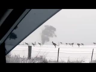 Kangaroos in the snow in australia