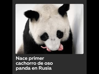 Nace un cachorro de panda gigante por primera vez en rusia