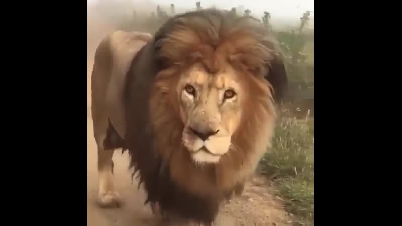 Само величие