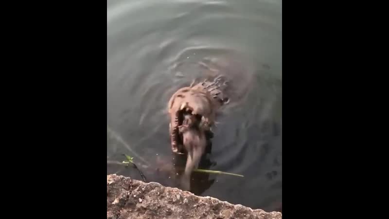 The immense crushing power of a crocodile’s jaw, putting in the work on an unsuspecting pleco