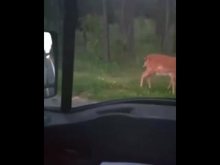 Милое видео, которое сняли на трассе м3 (недалеко от бегомля в сторону минска)