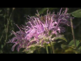 Wild bergamot (monarda fistulosa)