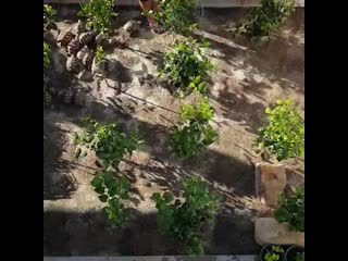 Indian star tortoises (geochelone elegans) from borneo
