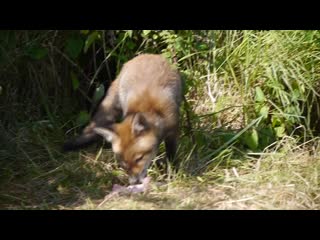 Baby lily from a few years ago fox on my doorstep