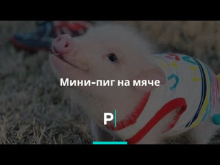 Мини пиг на мяче