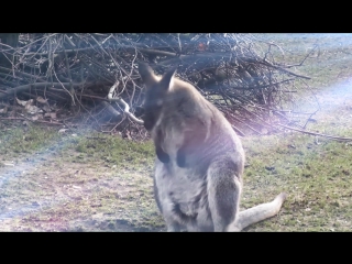 Cute dancing kangaroo cooles känguru im bergzoo halle saale 1