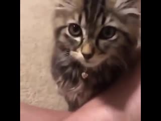 Рычит (vhs video)