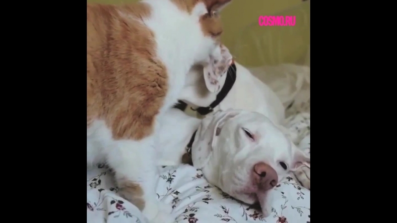 Утренние нежности