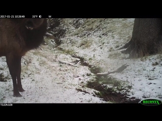 Rocky mtn elk in winter on tejon ranch