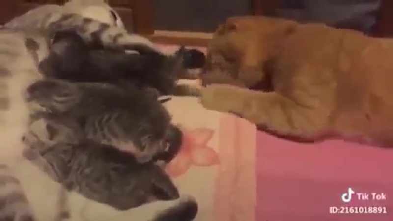 Вось для чаго насамрэч патрэбныя дзеткі!