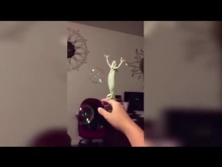 Хамелион ловит мыльные пузыри )))