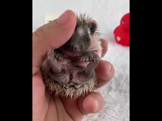 Little quills b8pvmnknua mp4