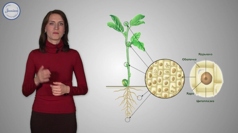 15 биология 6кл стебель – опора и транспортная магистраль