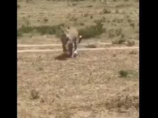 Тимон и пумба в реальной жизни брат за брата ауе сука 😎☝️ удаляй