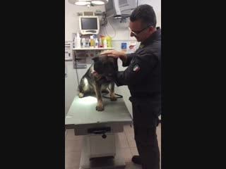 Military dog’s coping mechanism