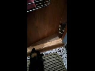 Vid 20200902 081216 mp4