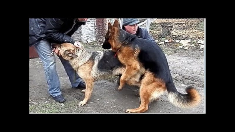 Вязка молодые hard mating first mating of german shepherds exclusive!!!!!одесса