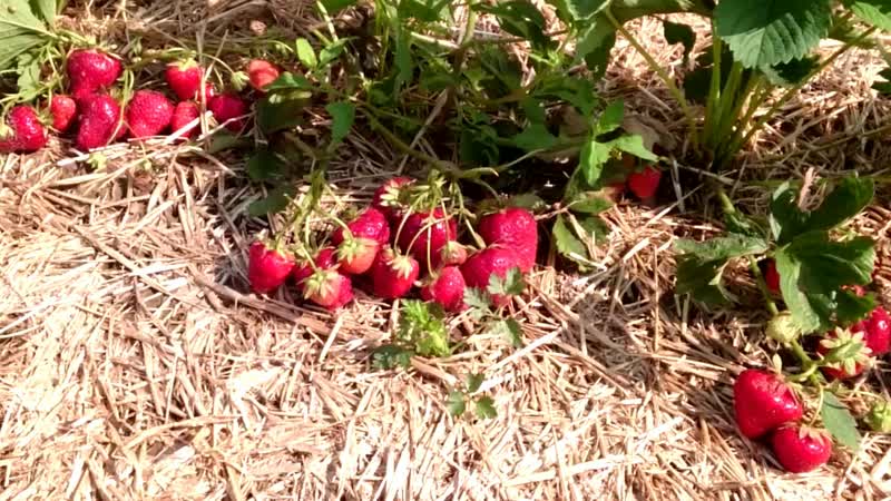 Клубника земляника крупноплодные ягоды садовой земляники ягоды клубники