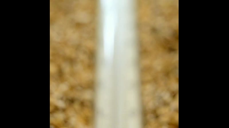 Варю эдельвейс