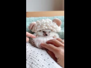 Милый ежик наслаждается массажем пузика моменты блаженства