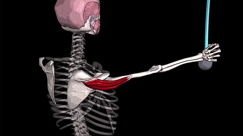 Sls болит плечо 🔴 дельтовидная мышца анатомия, функции, триггерные точки, упражнен